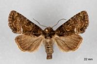 Oligia