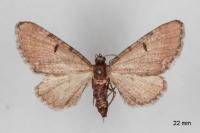 Eupithecia absinthiata