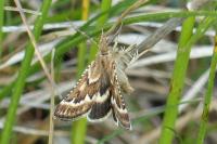 Synaphe diffidalis