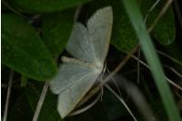 Scopula floslactata