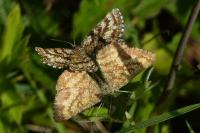 Ematurga atomaria