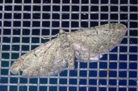 Eupithecia pusillata