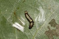 Clostera curtula