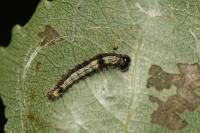 Clostera curtula