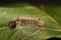 Clostera curtula