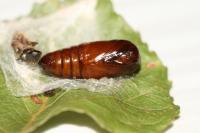 Clostera curtula