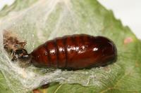 Clostera curtula
