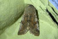 Orthosia incerta