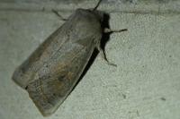 Orthosia gracilis