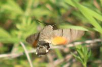 Macroglossum stellatarum