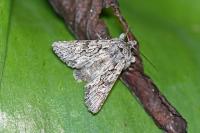 Xylocampa areola