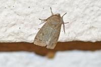 Anorthoa munda