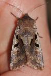 Orthosia gothica