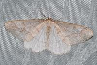 Phigaliohybernia marginaria