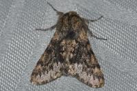 Apocheima hispidaria