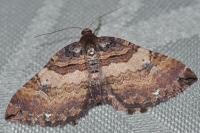 Earophila badiata