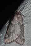 Alsophila aescularia