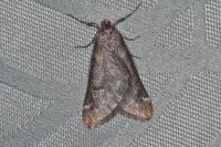 Alsophila aescularia