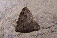 Triphosa dubitata
