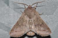 Orthosia cerasi