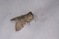 Achlya flavicornis
