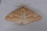 Phigaliohybernia marginaria