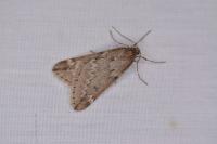 Alsophila aescularia