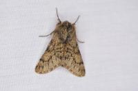 Apocheima hispidaria