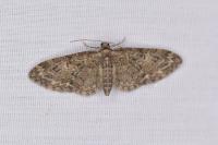 Eupithecia abbreviata