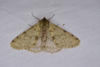 Phigalia pilosaria