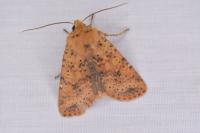 Conistra rubiginea