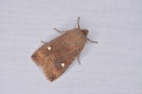 Eupsilia transversa