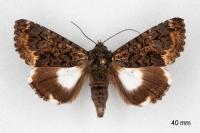 Catephia alchymista