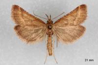 Synaphe punctalis