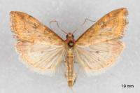 Udea ferrugalis