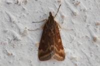 Pyrausta despicata