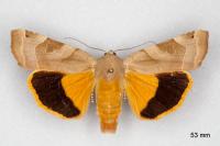 Noctua fimbriata