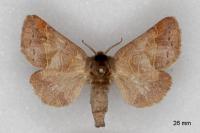 Clostera pigra
