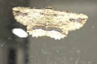 Menophra abruptaria
