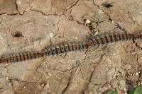 Thaumetopoea pityocampa