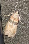 Sciota rhenella