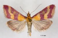 Pyrausta sanguinalis
