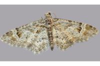 Gymnoscelis rufifasciata