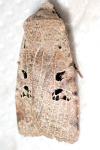 Conistra rubiginosa