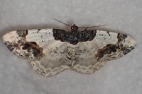 Ligdia adustata
