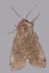 Orthosia cruda