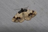 Ligdia adustata