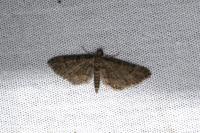 Gymnoscelis rufifasciata