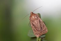 Amphipyra cinnamomea