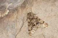 Apocheima hispidaria